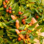 Jujuba – čínska datľa (Ziziphus jujuba) ´DONGZAO´ – výška 160–190 cm, kont. C10L, na kmienku